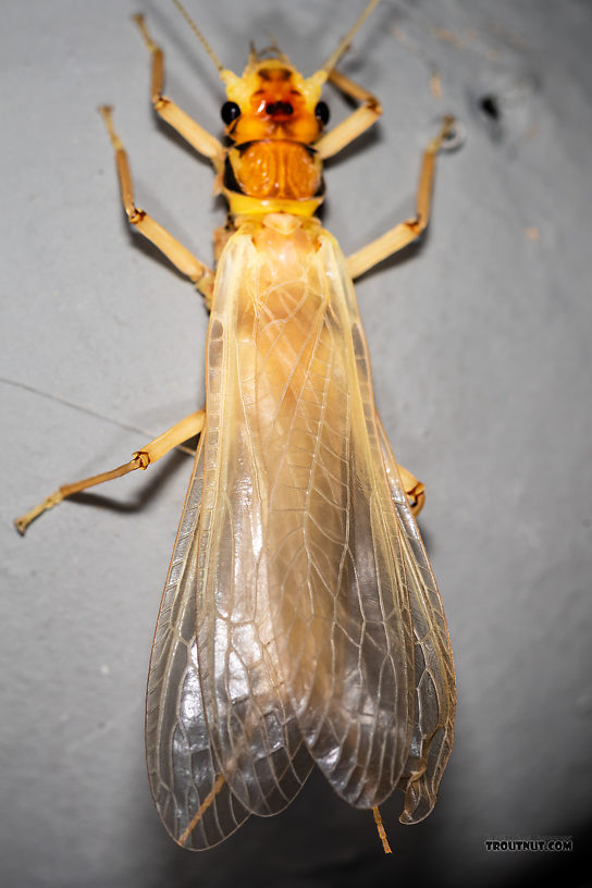 Hesperoperla pacifica (Golden Stone) Stonefly Adult from the Gallatin River in Montana