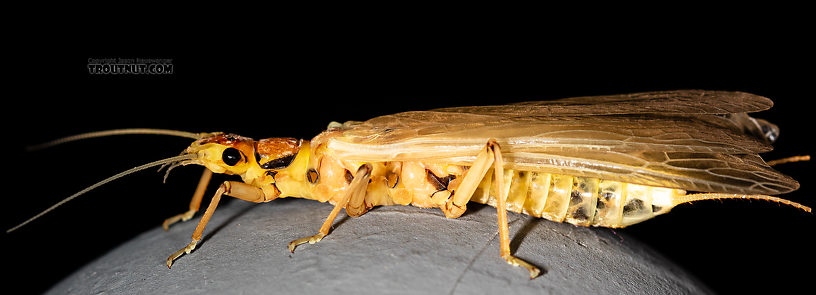 Hesperoperla pacifica (Golden Stone) Stonefly Adult from the Gallatin River in Montana