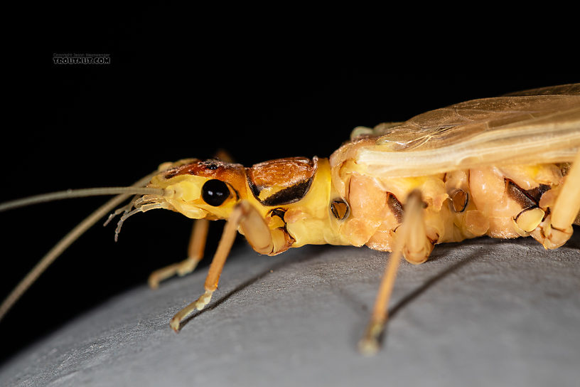 Hesperoperla pacifica (Golden Stone) Stonefly Adult from the Gallatin River in Montana