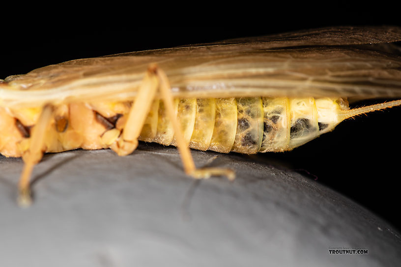 Hesperoperla pacifica (Golden Stone) Stonefly Adult from the Gallatin River in Montana