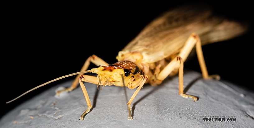 Hesperoperla pacifica (Golden Stone) Stonefly Adult from the Gallatin River in Montana