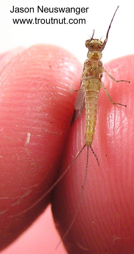 Male Ephemerella invaria (Sulphur Dun) Mayfly Dun from unknown in Wisconsin