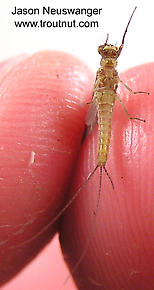 Male Ephemerella invaria (Sulphur Dun) Mayfly Dun