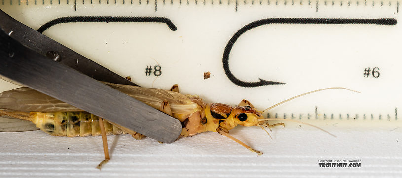 Hesperoperla pacifica (Golden Stone) Stonefly Adult from the Gallatin River in Montana