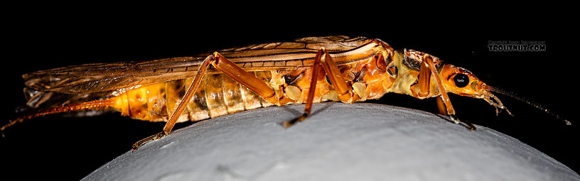 Hesperoperla pacifica (Golden Stone) Stonefly Adult from the Gallatin River in Montana