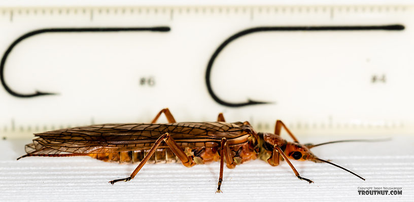 Hesperoperla pacifica (Golden Stone) Stonefly Adult from the Gallatin River in Montana