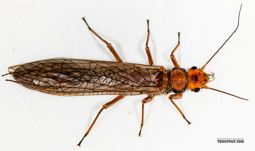 Hesperoperla pacifica (Golden Stone) Stonefly Adult from the Gallatin River in Montana