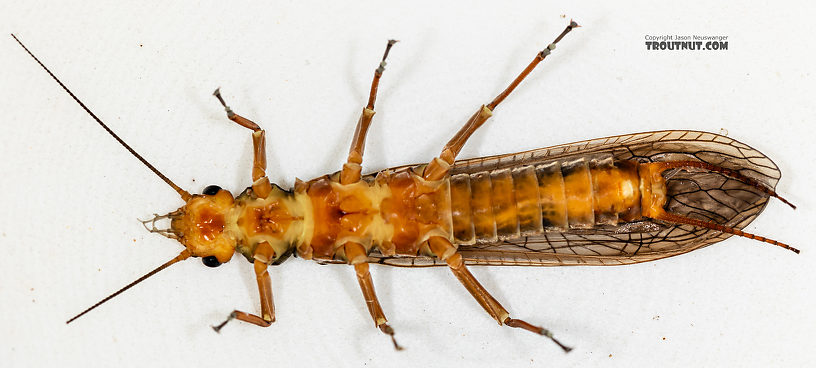 Hesperoperla pacifica (Golden Stone) Stonefly Adult from the Gallatin River in Montana