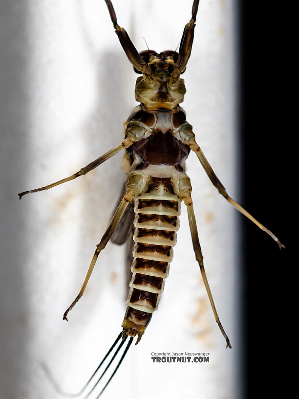 Male Drunella (Blue-Winged Olives) Mayfly Dun from the Ruby River in Montana