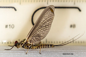 Male Drunella (Blue-Winged Olives) Mayfly Dun