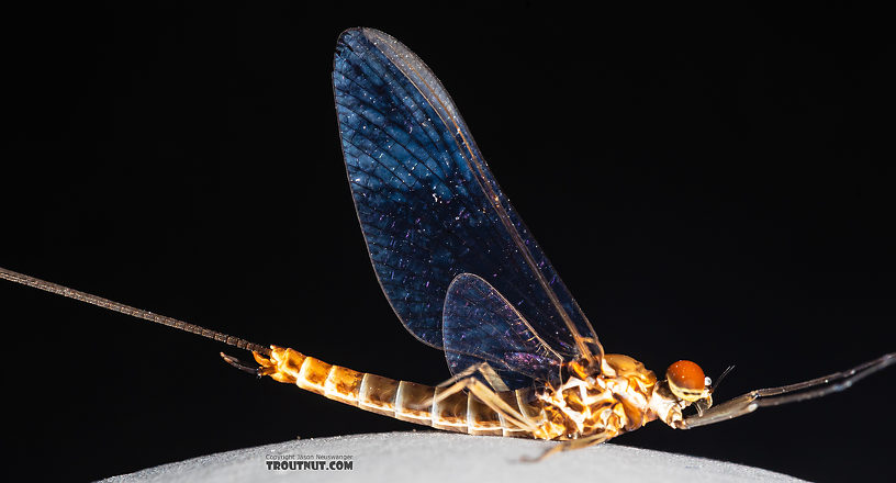 Male Rhithrogena hageni (Western Black Quill) Mayfly Spinner from the Ruby River in Montana