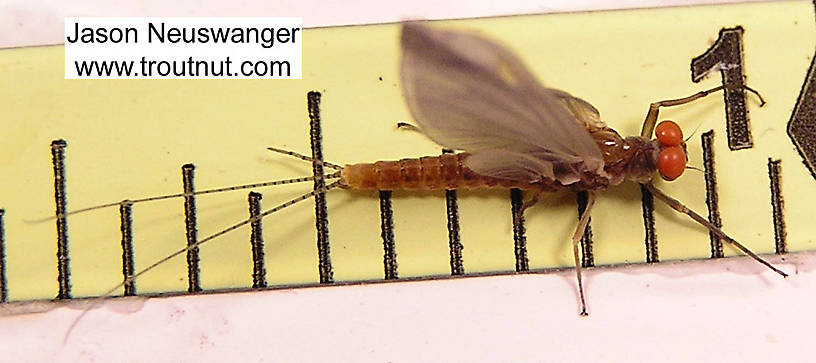 Male Ephemerella invaria (Sulphur Dun) Mayfly Dun from unknown in Wisconsin