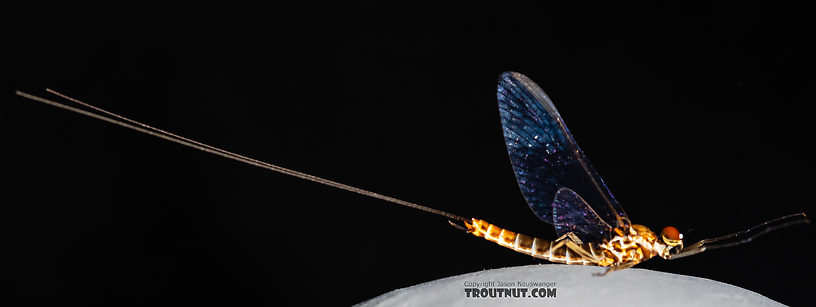 Male Rhithrogena hageni (Western Black Quill) Mayfly Spinner from the Ruby River in Montana