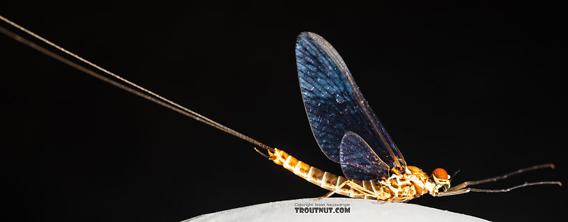 Male Rhithrogena hageni (Western Black Quill) Mayfly Spinner from the Ruby River in Montana