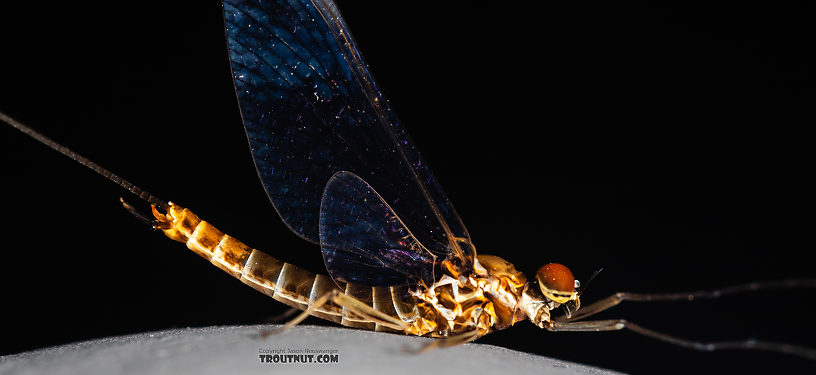 Male Rhithrogena hageni (Western Black Quill) Mayfly Spinner from the Ruby River in Montana