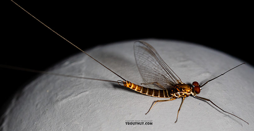 Male Rhithrogena hageni (Western Black Quill) Mayfly Spinner from the Ruby River in Montana