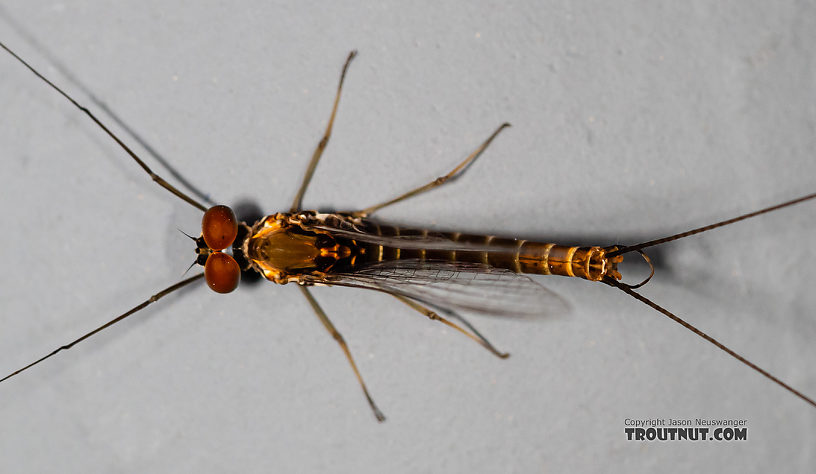 Male Rhithrogena hageni (Western Black Quill) Mayfly Spinner from the Ruby River in Montana