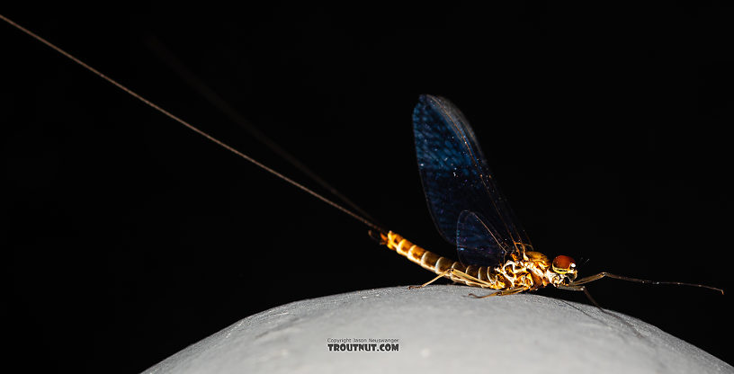 Male Rhithrogena hageni (Western Black Quill) Mayfly Spinner from the Ruby River in Montana