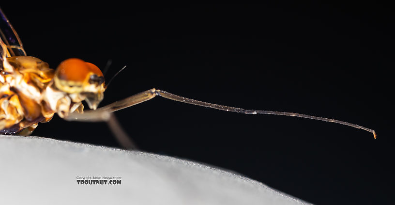 Male Rhithrogena hageni (Western Black Quill) Mayfly Spinner from the Ruby River in Montana