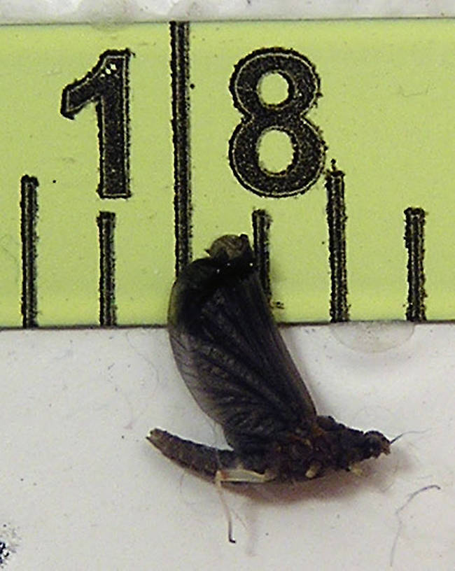 Female Ephemerellidae (Hendricksons, Sulphurs, PMDs, BWOs) Mayfly Dun from unknown in Wisconsin