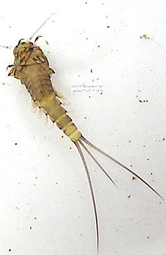 Baetidae (Blue-Winged Olives) Mayfly Nymph from unknown in Wisconsin