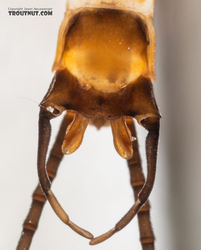 Male Rhithrogena hageni (Western Black Quill) Mayfly Spinner from the Ruby River in Montana