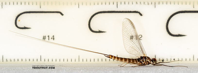 Male Rhithrogena hageni (Western Black Quill) Mayfly Spinner from the Ruby River in Montana