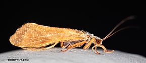 Hydropsychidae  Caddisfly Adult