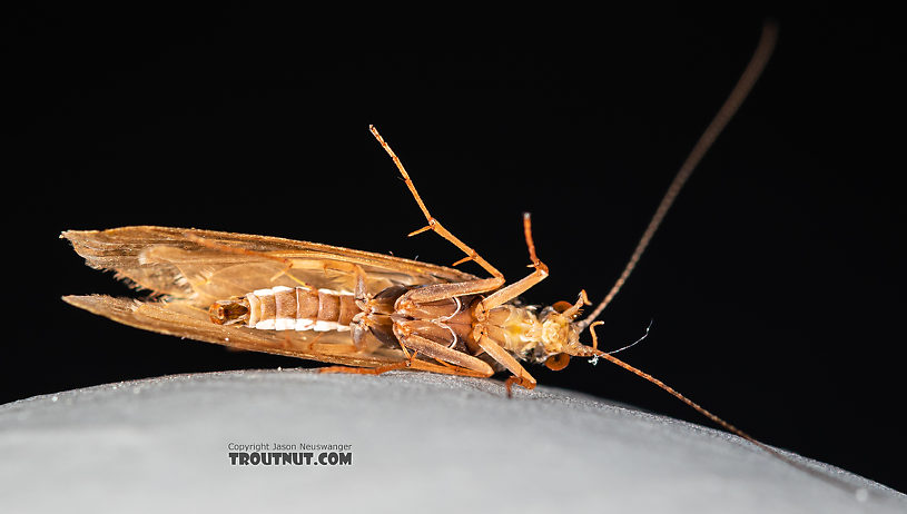 Hydropsychidae Caddisfly Adult from the Ruby River in Montana