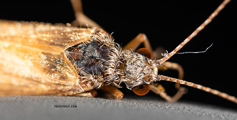 Hydropsychidae Caddisfly Adult from the Ruby River in Montana