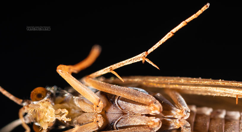 Hydropsychidae Caddisfly Adult from the Ruby River in Montana