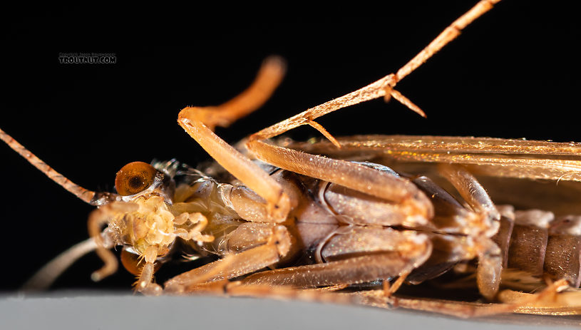 Hydropsychidae Caddisfly Adult from the Ruby River in Montana