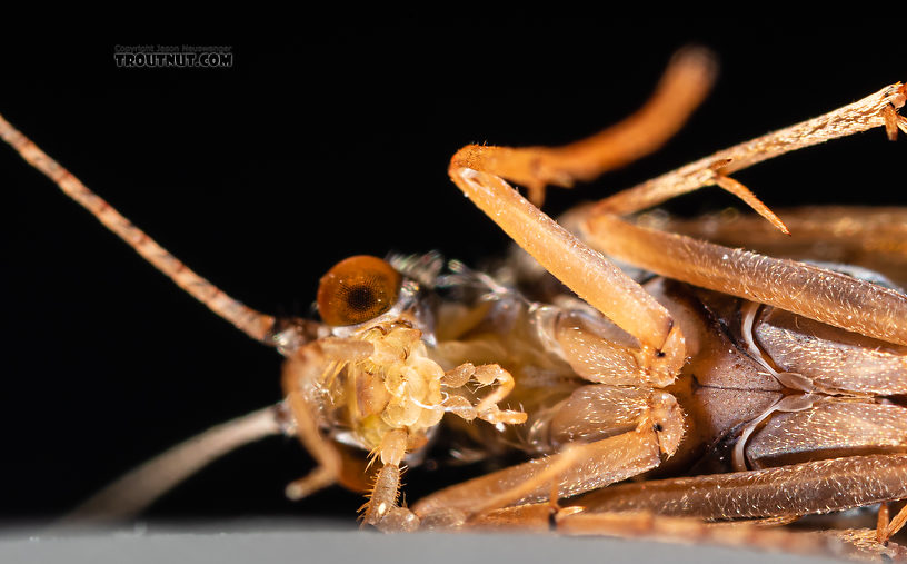 Hydropsychidae Caddisfly Adult from the Ruby River in Montana