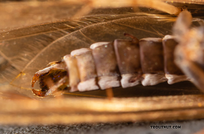 Hydropsychidae Caddisfly Adult from the Ruby River in Montana