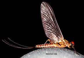 Male Ephemerella tibialis (Little Western Dark Hendrickson) Mayfly Dun