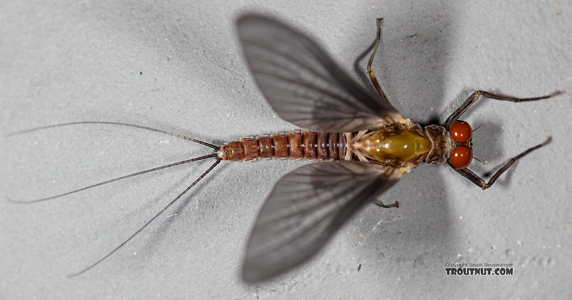 Male Ephemerella tibialis (Little Western Dark Hendrickson) Mayfly Dun from Rock Creek in Montana