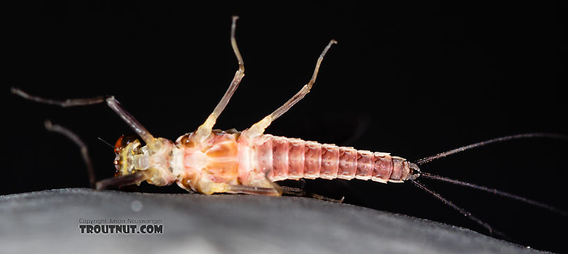 Male Ephemerella tibialis (Little Western Dark Hendrickson) Mayfly Dun from Rock Creek in Montana