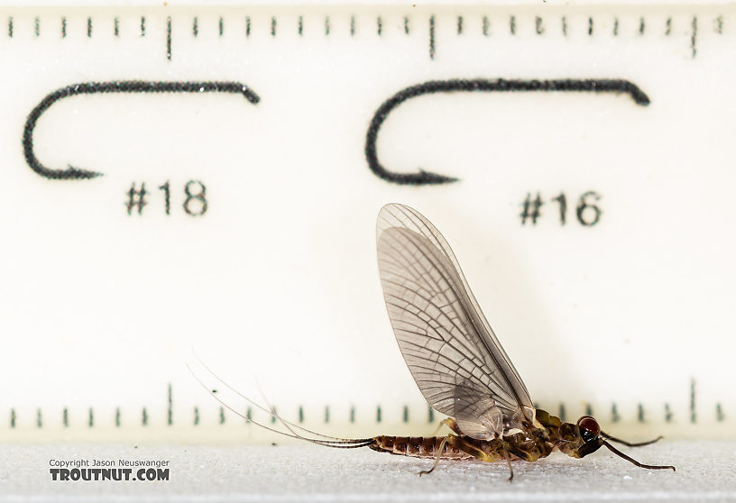 Male Ephemerella tibialis (Little Western Dark Hendrickson) Mayfly Dun from Rock Creek in Montana