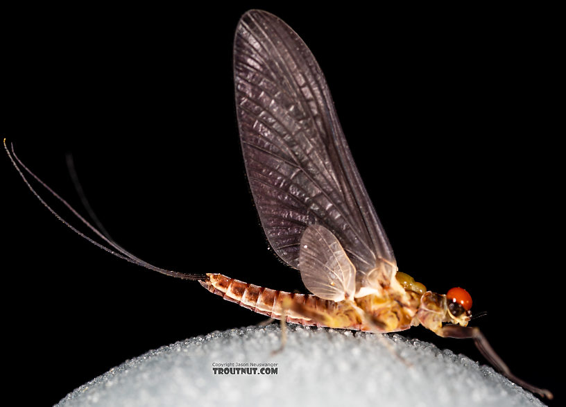 Male Ephemerella tibialis (Little Western Dark Hendrickson) Mayfly Dun from Rock Creek in Montana