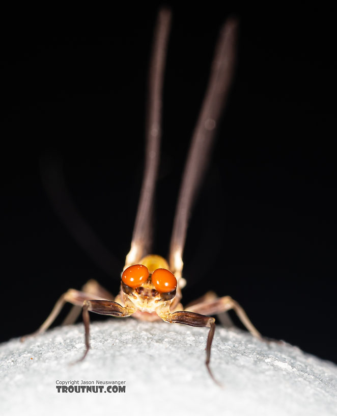 Male Ephemerella tibialis (Little Western Dark Hendrickson) Mayfly Dun from Rock Creek in Montana