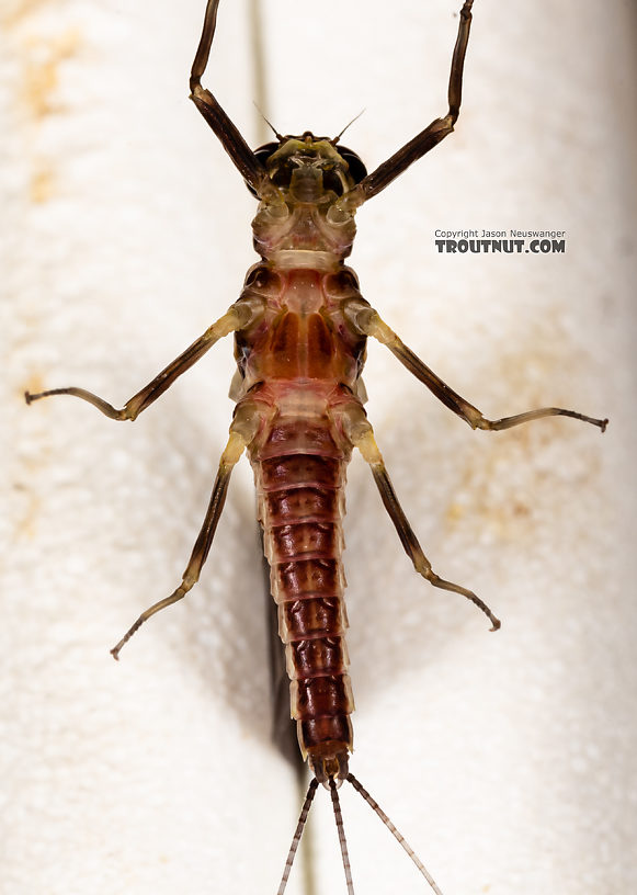 Male Ephemerella tibialis (Little Western Dark Hendrickson) Mayfly Dun from Rock Creek in Montana