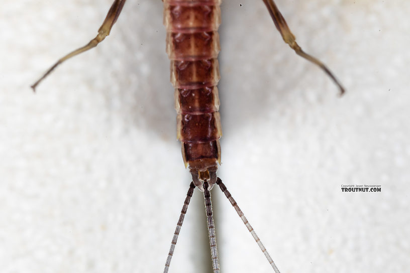 Male Ephemerella tibialis (Little Western Dark Hendrickson) Mayfly Dun from Rock Creek in Montana