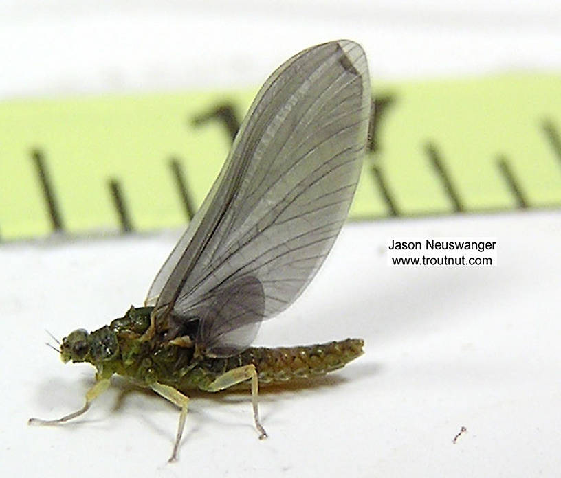 Female Ephemerellidae (Hendricksons, Sulphurs, PMDs, BWOs) Mayfly Dun from unknown in Wisconsin