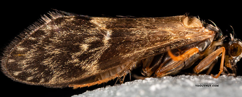 Male Glossosoma alascense Saddle-case Maker Adult from Rock Creek in Montana