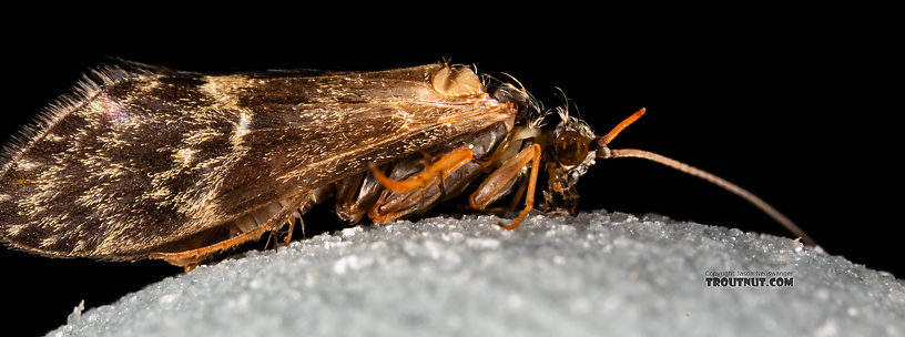 Male Glossosoma alascense Saddle-case Maker Adult from Rock Creek in Montana