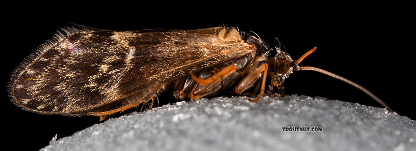 Male Glossosoma alascense Saddle-case Maker Adult from Rock Creek in Montana