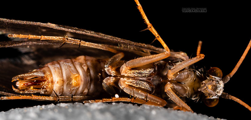 Male Glossosoma alascense Saddle-case Maker Adult from Rock Creek in Montana