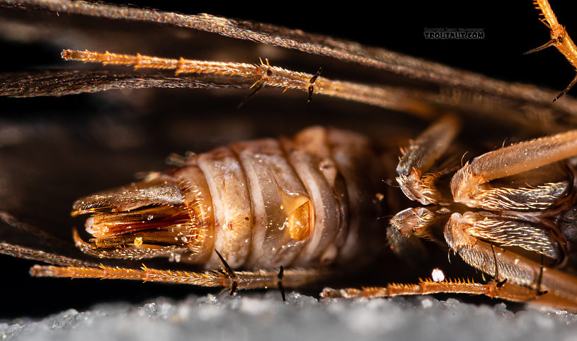 Male Glossosoma alascense Saddle-case Maker Adult from Rock Creek in Montana