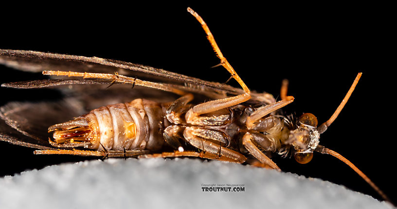 Male Glossosoma alascense Saddle-case Maker Adult from Rock Creek in Montana