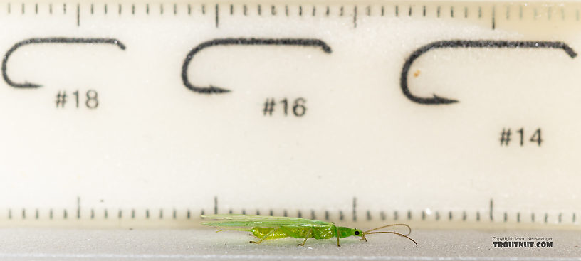 Female Alloperla (Sallflies) Stonefly Adult from Rock Creek in Montana